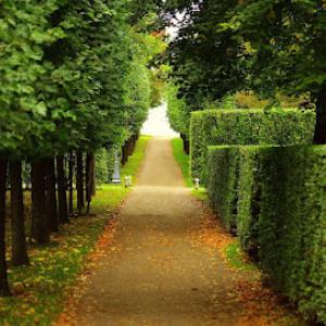 Infinity Tree & Outdoor Services