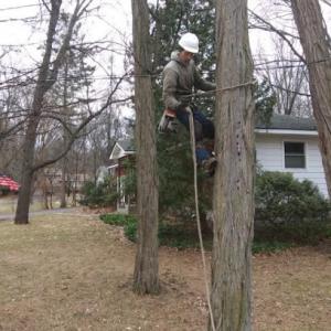 Eco Tree service