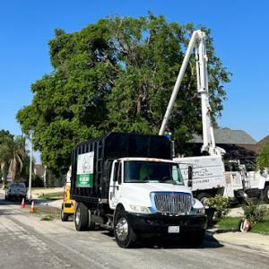 Ortega's Jr Tree Care