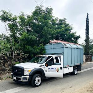 Maple Tree Service