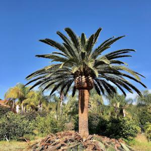 True Star Tree Service Fontana