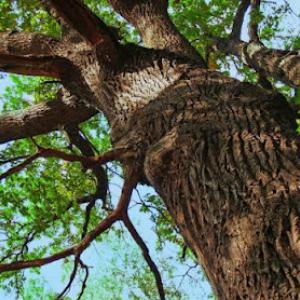 HVA Tree Care