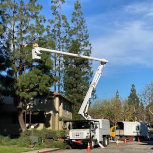 Tree Service in Jurupa Valley