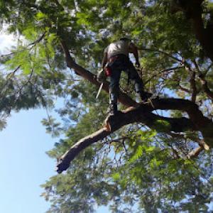 Boynton Beach Tree Service