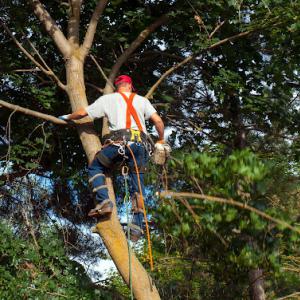 Boca Tree Service