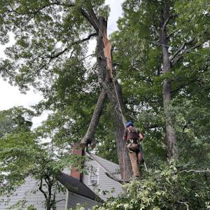 GSP Tree Service