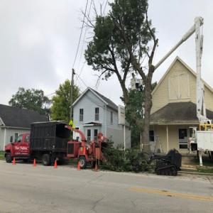 Tree Fellers Tree Care
