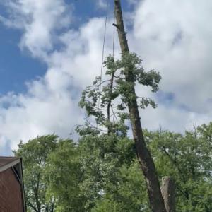 C&D Tree Services