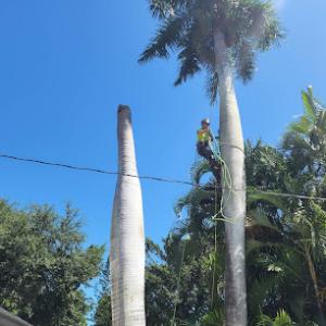 Rise & Shine Tree Service