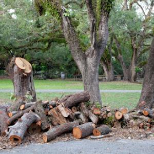 Moose's Tree Service