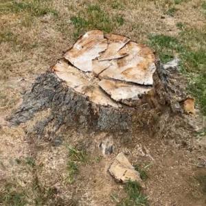 Spencer's Stump & Tree Removal Contractor
