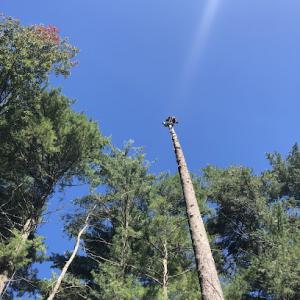 Specialized Rigging & Tree Care
