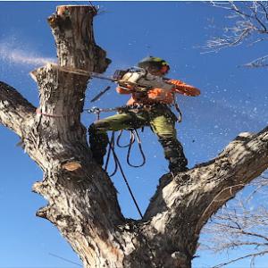 Riccio Tree Removal