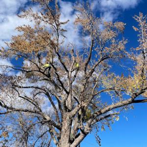 Organic Choice Tree & Lawn Care