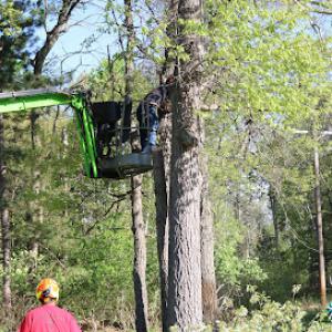 Toenyan Tree Service