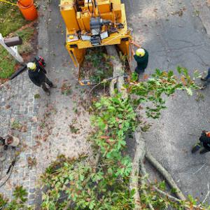 Brothers Tree Service & Landscape