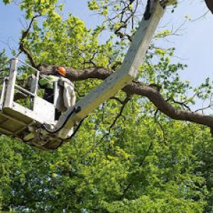 Yard Stick Tree & Site Preservation