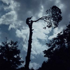 Topnotch Woodworks Tree Service