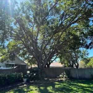 Arbor pros tree service
