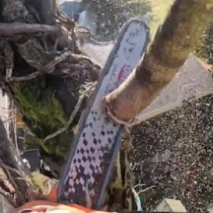 Wallingford Tree Service