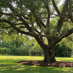 Green Leaf Tree Service