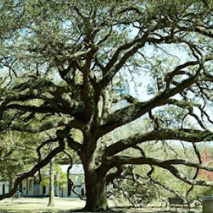 Tree Care Inc - Brenham