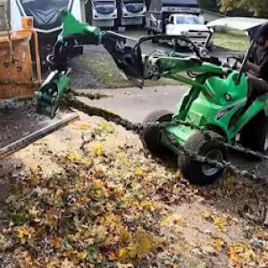 Shelton Tree Service Experts