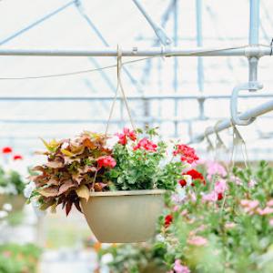 Superior Nursery & Greenhouse