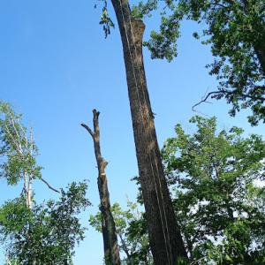 Tree Ace Tree Service