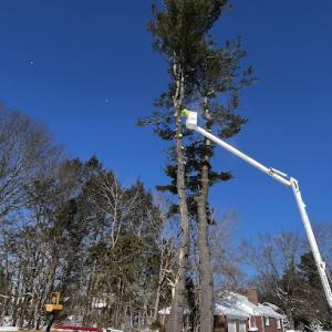 Tree Wise Guys of CT