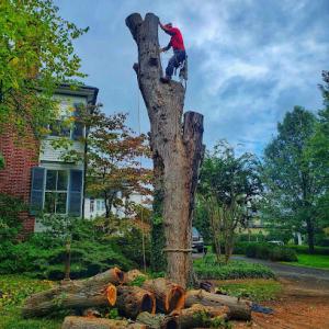 Greenway Tree Experts