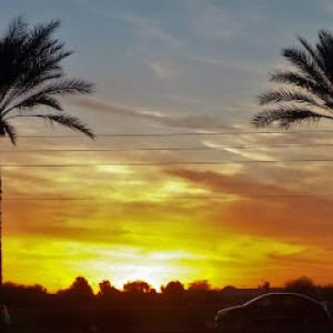 Brunswick Tree Service