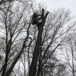 Elevated Arborists