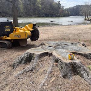 Always Grinding Tree & Stump Removal