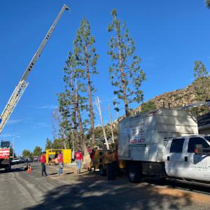 Castillo Tree Service