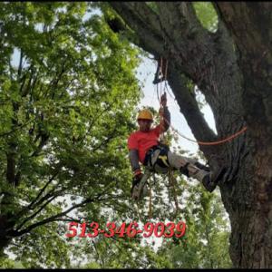 Vasquez Tree Service & landscaping