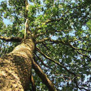 Top Notch Tree Service