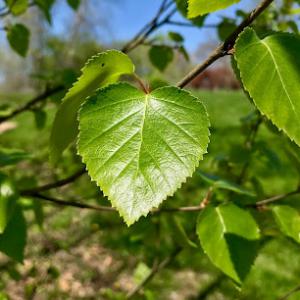 Green Vision Professional Services