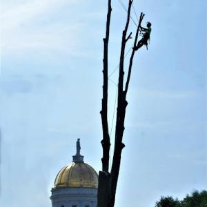 Alexander Tree Service