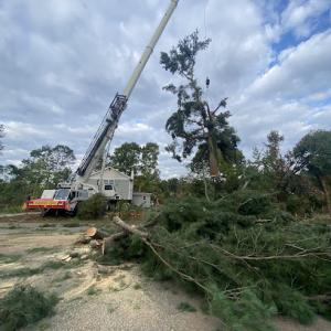 Screaming Timber Arbor Care