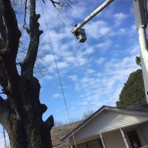 ArborTech Tree Care