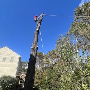 Willy’s tree service & landscaping