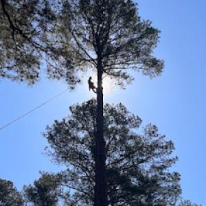 Barnes Brothers Tree Service, LLC (Fully Insured)