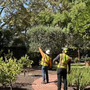 NewVista Tree Service
