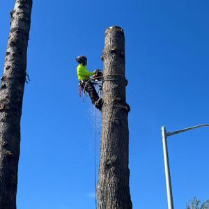 Alberts Tree Care