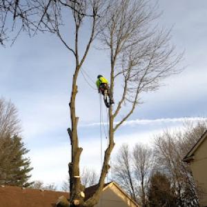 Top Tree Trimming of Porter Ranch