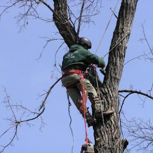 Arlington Tree Care