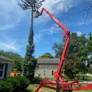 All American Tree Service