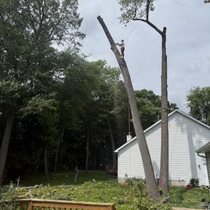 Woodland Tree Experts