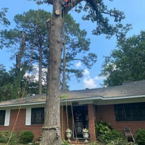 Greg Bates Tree Service